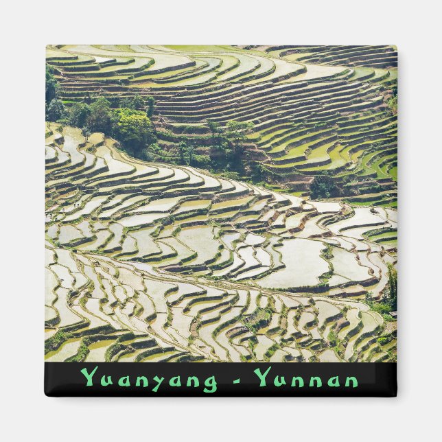 Íman Famosos terraços de arroz yuanyang - Yunnan, China (Frente)