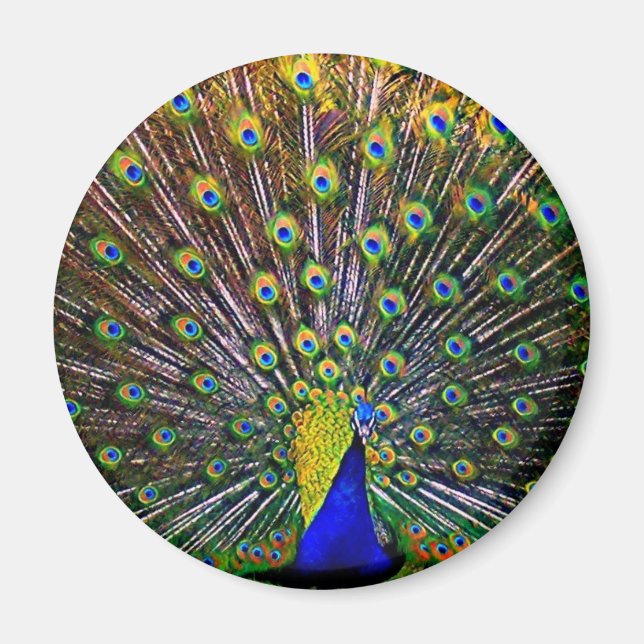 Íman Fanning Peacock - Ronda (Frente)