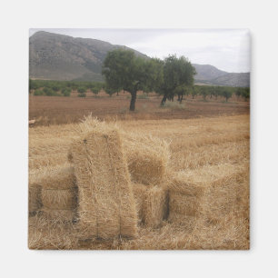 Íman Fardos de Palha & Amendoeiras