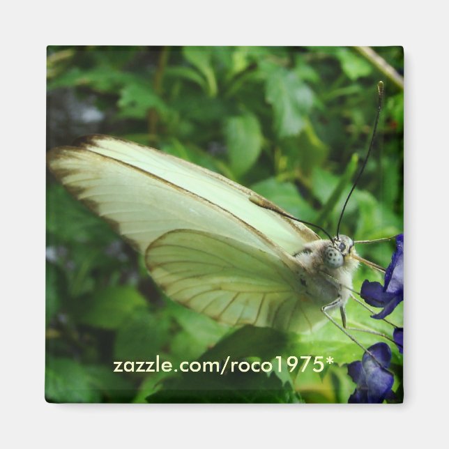 Íman farfalla bianca (Frente)