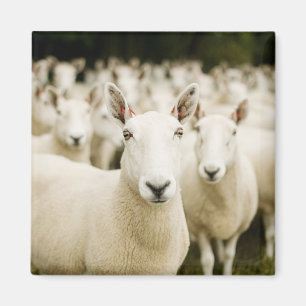 Íman Farms Herd of Sheep