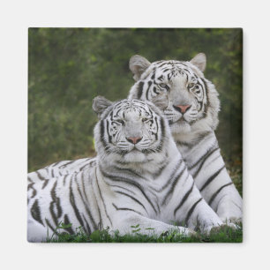 Íman Fase branca, tigre-de-bengala, Tigris