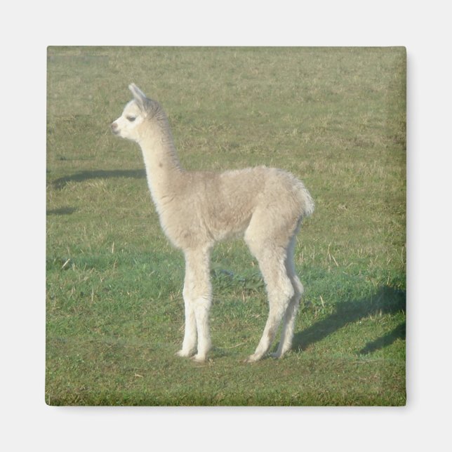 Íman Fawn alpaca (Frente)