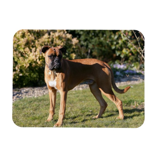 Íman Fawn Boxer Dog Stander (Horizontal)