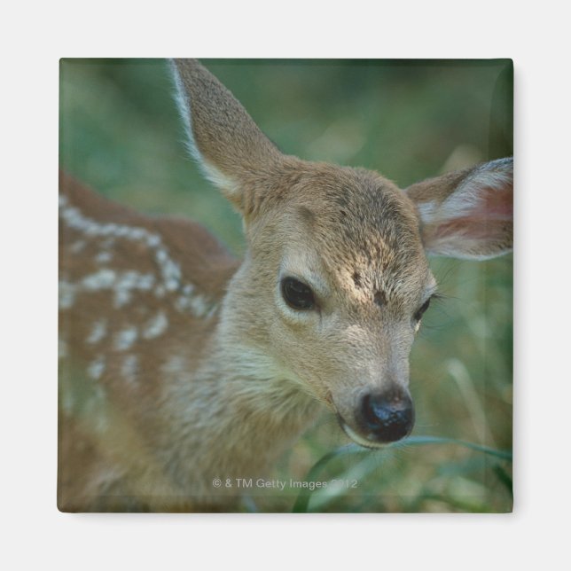 Íman Fawn na grama (Frente)