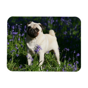 Íman Fawn Pug em pé no Bluebells
