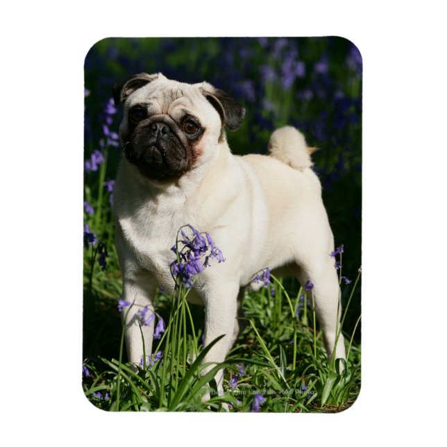 Íman Fawn Pug em pé no Bluebells (Vertical)