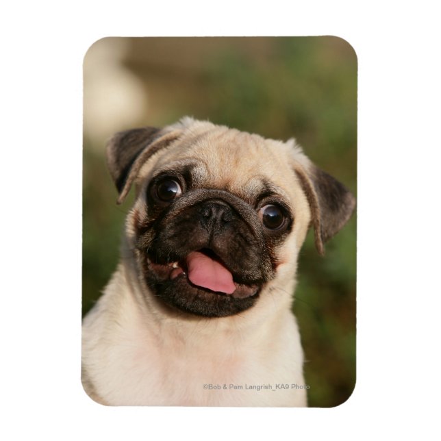 Íman Fawn Pug Puppy (Vertical)