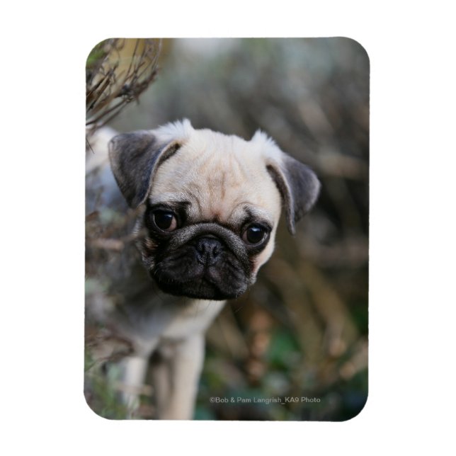 Íman Fawn Pug Puppy (Vertical)