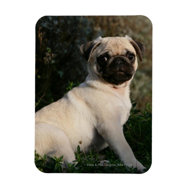 Íman Fawn Pug Puppy Sentado (Vertical)
