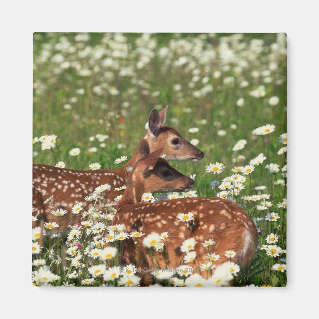 Íman Fawns de cervo de cauda branca (Frente)