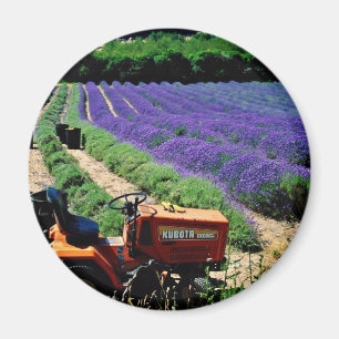 Íman Fazenda da lavanda do jérsei, ilhas channel do