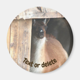 Íman Fazenda de Llamas Personalizada