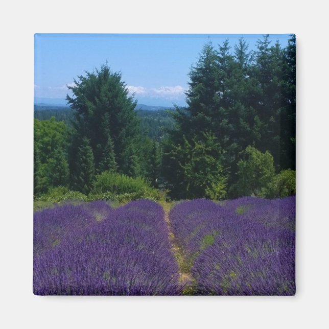 Íman Fazenda lavanda (Frente)