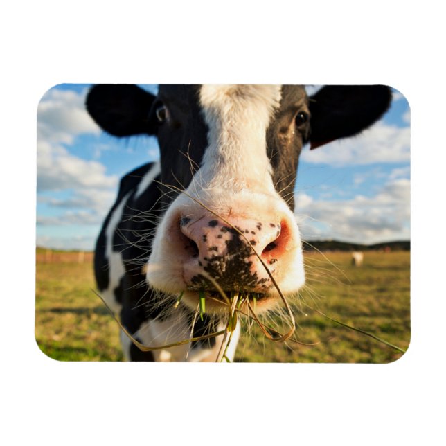 Íman Fazendas | Mastigação De Vaca Holstein (Horizontal)