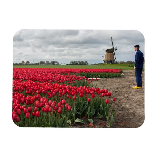 Íman Fazendeiro inspecionando suas tulipas e moinhos de (Horizontal)