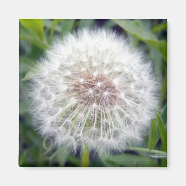 Íman Fazer Um Magneto De Desejo (Frente)