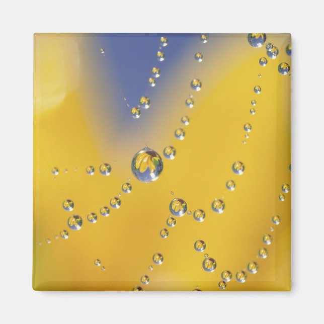 Íman Fechamento da teia de aranha com gotas de orvalho (Frente)