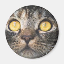 Íman Fechamento de Gato com Olhos Amarelos