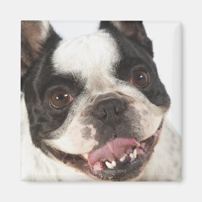 Íman Fechamento de um Boston Terrier destacando sua (Frente)