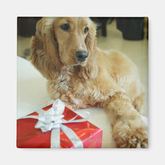 Íman Fechamento de um cão com um presente (Frente)