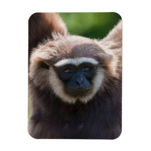 Íman Fechamento de um Gibbon Manipulador
