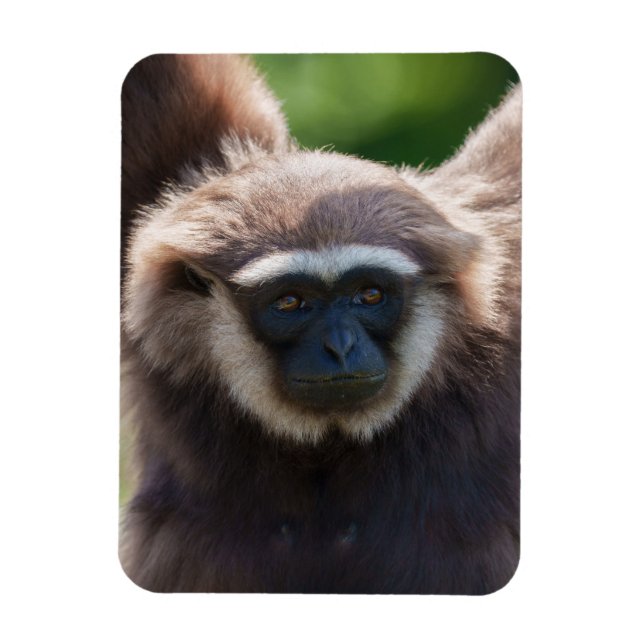 Íman Fechamento de um Gibbon Manipulador (Vertical)