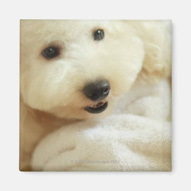 Íman Fechamento de um poodle em miniatura 2 (Frente)