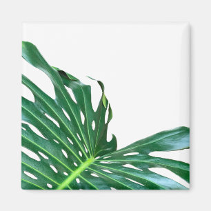 Íman Fechamento do Folha de Palma