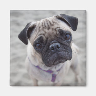 Íman Fechamento do Pug