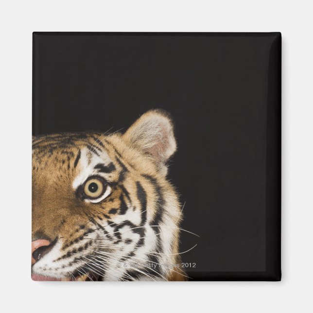 Íman Fechar a face do tigre rugindo (Frente)