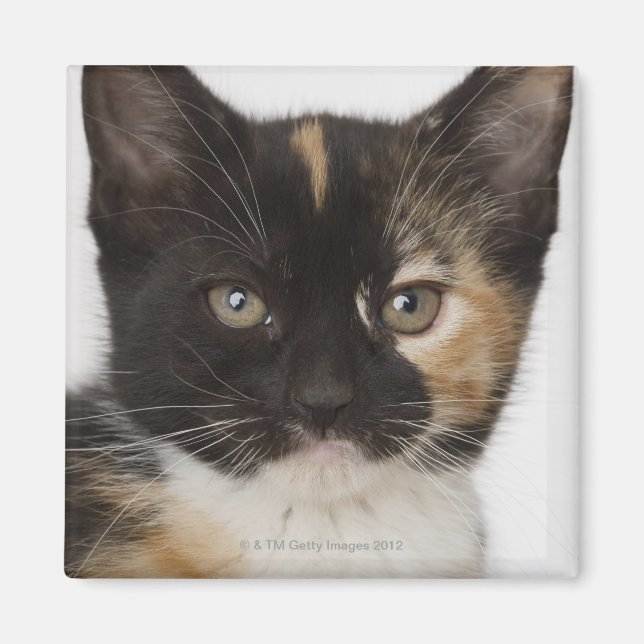 Íman Fechar o gatinho (Frente)