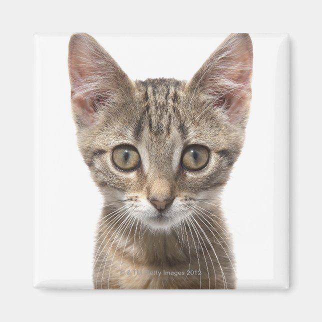 Íman Fechar o retrato de um gatinho (Frente)
