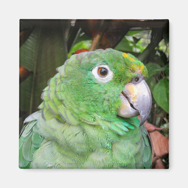 Íman Fechar um papagaio verde (Frente)