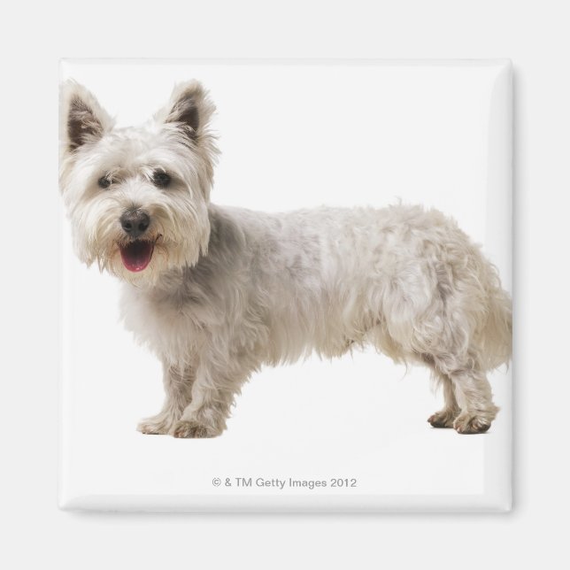 Íman Fechar um terrier (Frente)