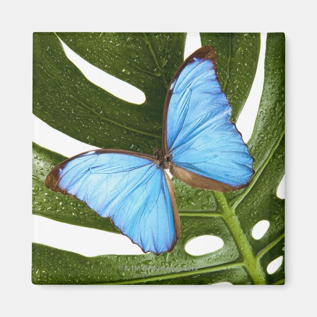 Íman Fechar uma Borboleta Azul Morpho numa palma (Frente)