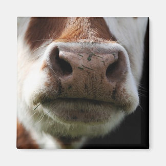 Íman fechar uma vaca