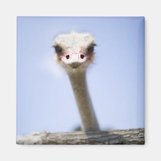 Íman Feche a cabeça de Ostrich (Frente)