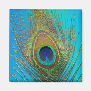 Íman Feche a pena de pavão