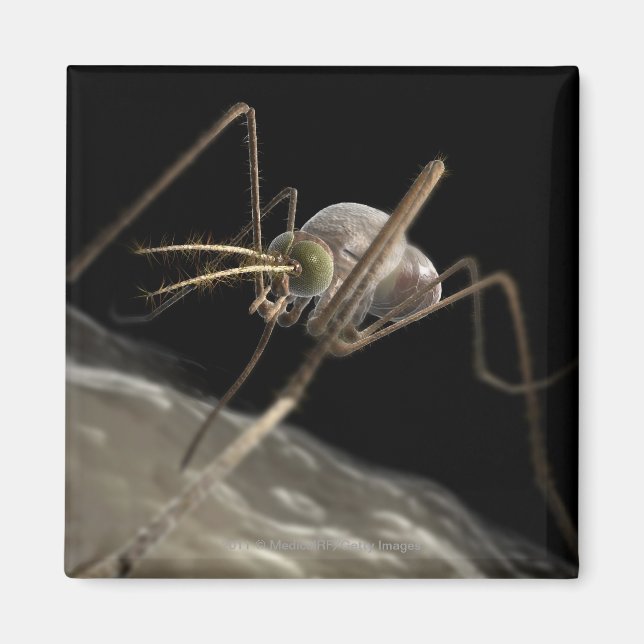 Íman Feche a picada do mosquito 3d (Frente)