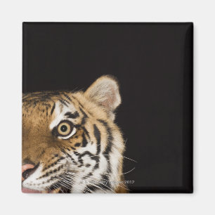Íman Feche acima da cara do tigre rujir