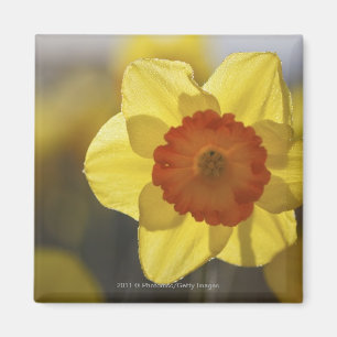 Íman Feche acima Daffodil amarelo/alaranjado
