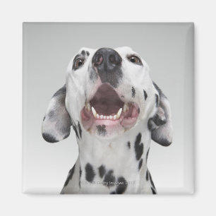 Íman Feche acima de um cão Dalmatian