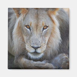 Íman feche acima de um leão masculino, Panthera leo,