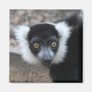 Íman Feche acima de um Lemur preto e branco de Ruffed
