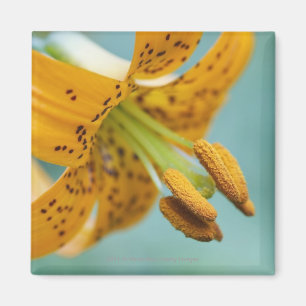 Íman Feche acima de um lírio amarelo