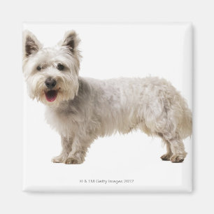 Íman Feche acima de um terrier