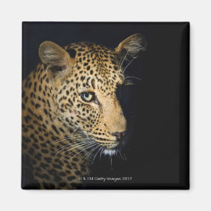 Íman Feche acima do leopardo, maior nacional de Kruger