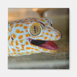 Íman Feche o retrato de Tokay gecko em TulaZoo