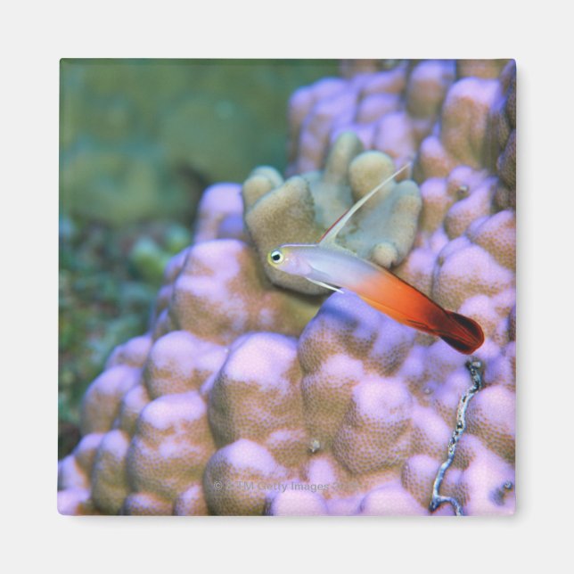 Íman Feche um peixe-dardo, Okinawa, Japão (Frente)
